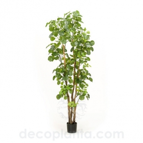 árbol artificial 2 metros

árbol artificial 3 metros

árbol artificial grande

plantas y árboles artificiales interior

plantas y árboles artificiales

PLANTAS Y ÁRBOLES

Plantas y flores artificiales

plantas artificiales realistas

plantas artificiales realistas para exterior

plantas artificiales para exterior balcones

plantas artificiales exterior resistentes

las mejores plantas artificiales de exterior

plantas artificiales 

plantas artificiales exterior baratas