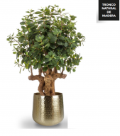 ÁRBOL FICUS BOTANIC  ARTIFICIAL DE INTERIOR 