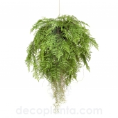 HELECHO COLGANTE CON RAÍCES  DECOPLANTA 